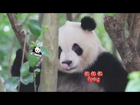 Cute Panda Qiyi 大熊猫奇一