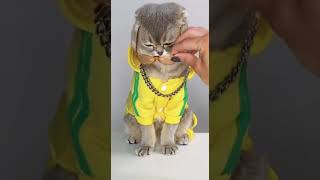  Raqsga Tushganda Mushuk shorts cut cutekittens cats