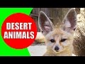 Desert Animals for Children - Desert Animal Sounds for Kids to Learn - Fennec Fox, Camel & Coyote