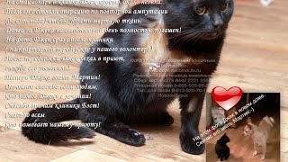 Животные инвалиды Спасение кота jivotnie v priyute Novosibirsk Dari dobro приют Дари добро Животные инвалиды Спасение кота jivotnie v priyute Novosibirsk Dari dobro приют Дари добро
