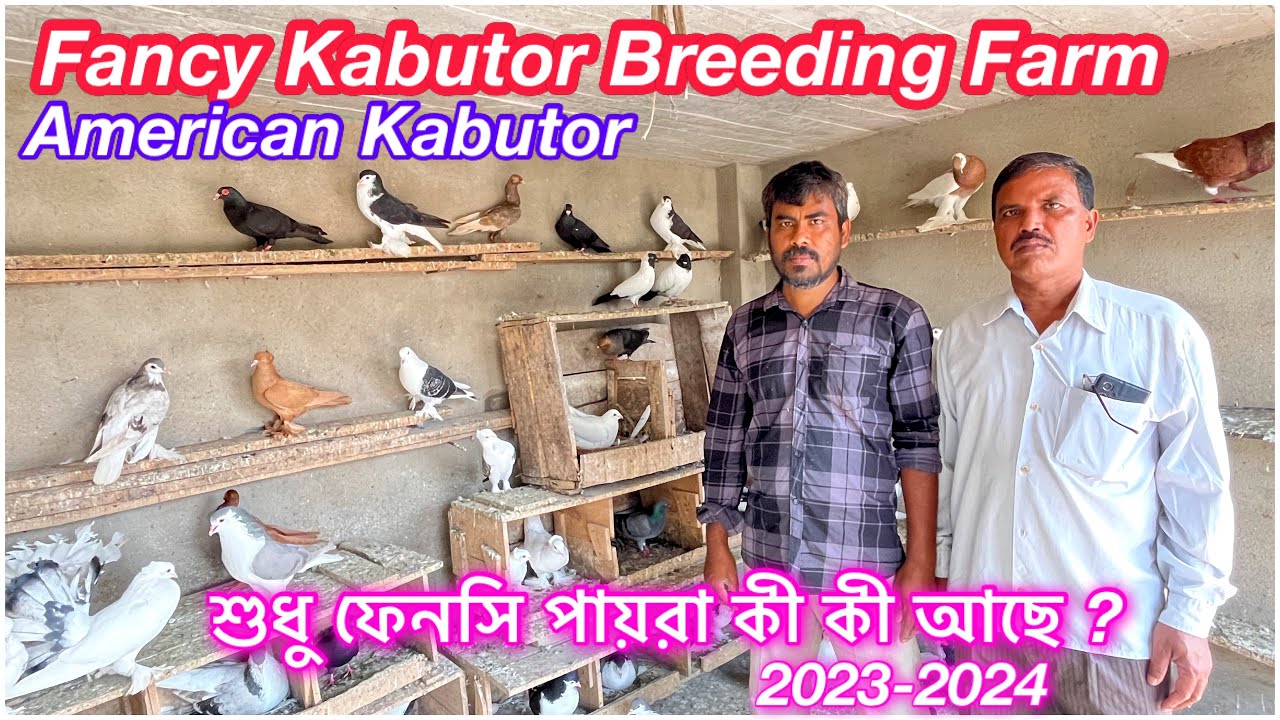 Fancy Kabutor In Uluberia | Fancy Kabutor Breeding Farm | Kolkata FancyPigeon Selling | Akhil Maity
