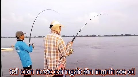 câu cá sông tiền câu cá ngát mùa nước đổ