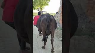 मालिक 8081151755 मेहनगर जिला आजमगढ़ में है #dairyfarming #cattleforsale #cattle