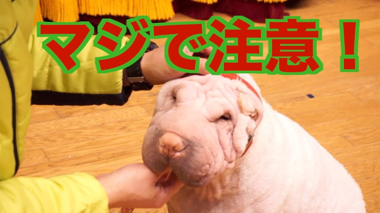 シャーペイというブサカワ犬は 首輪で散歩すると大変なことになります Youtube