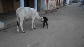 Cow (Calf) Drinking Milk  of Bitch (Female  Dog)