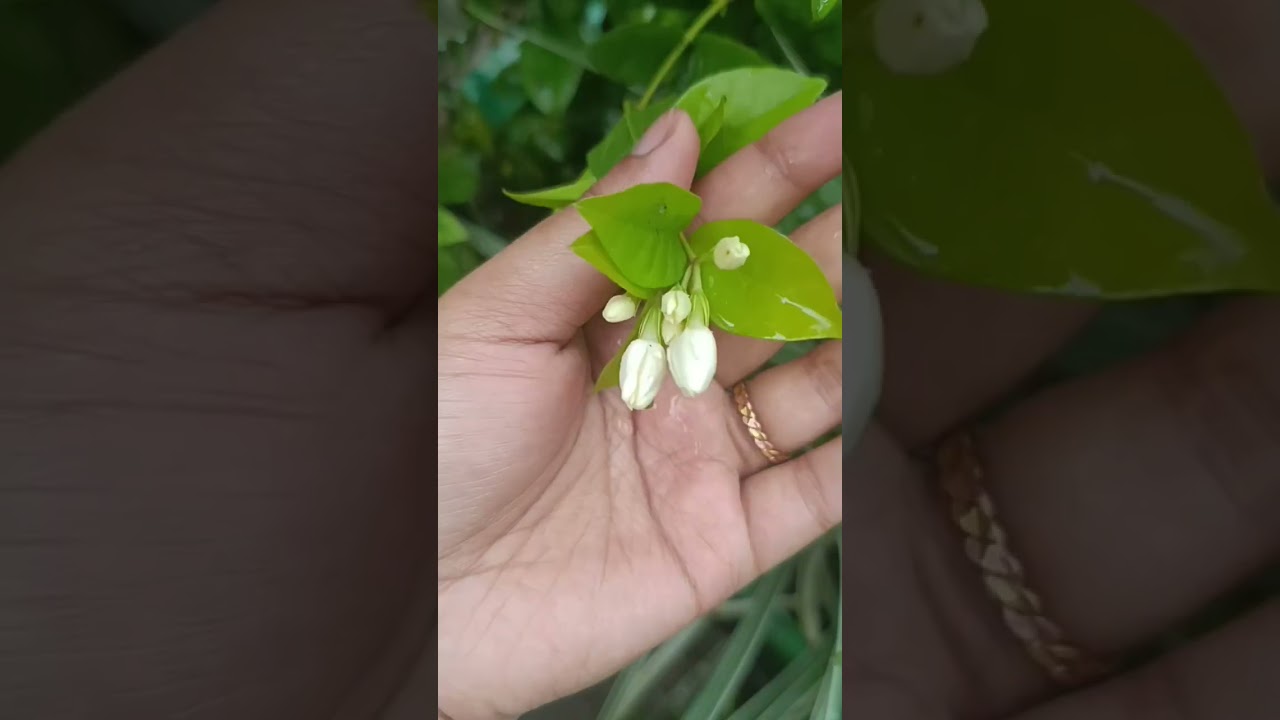 jasmine flower