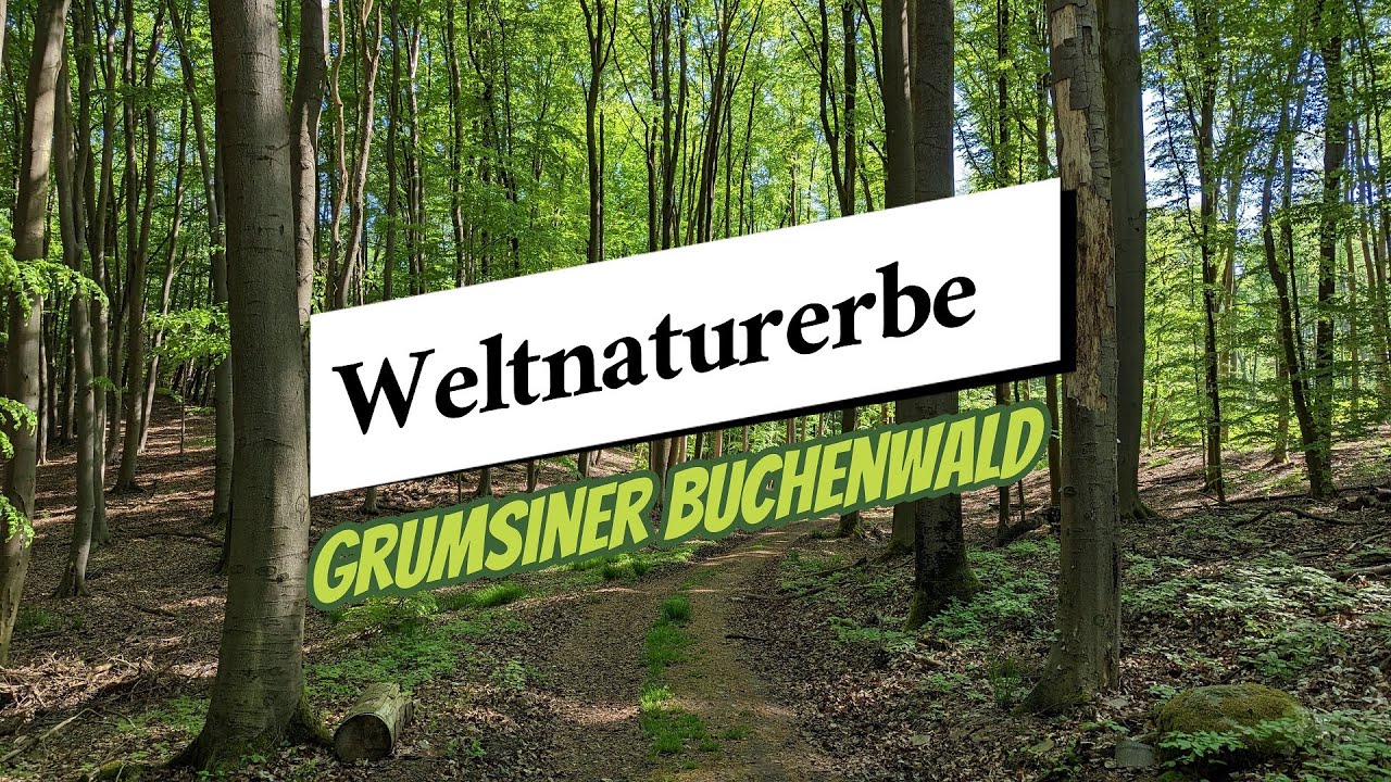 Wanderung - Weltnaturerbe Grumsiner Buchenwald
