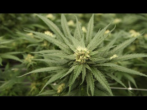 Wideo: Przychodnia Rekreacyjna Serra Cannabis High End