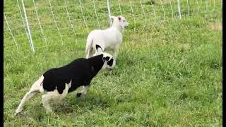 Happy Lambs Playing on Pasture