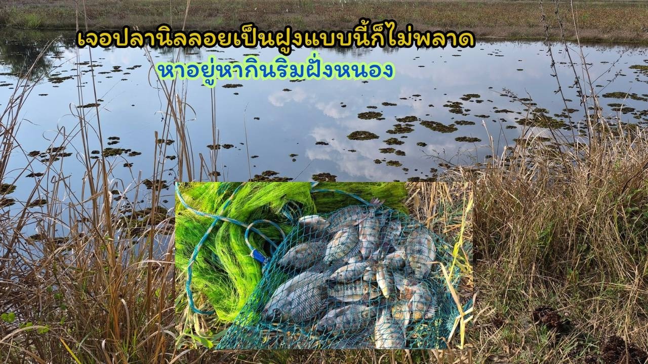 เจอปลานิลลอยเป็นฝูงแบบนี้ก็ไม่พลาดหาอยู่หากินริมฝั่งหนอง EP.42
