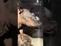 Sumatran Rhinoceros mount - Cincinnati Museum Center #rhino #endangeredspecies #museum #shorts