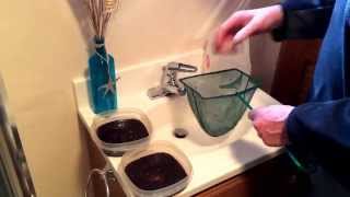 How To Care For Your Black Worms