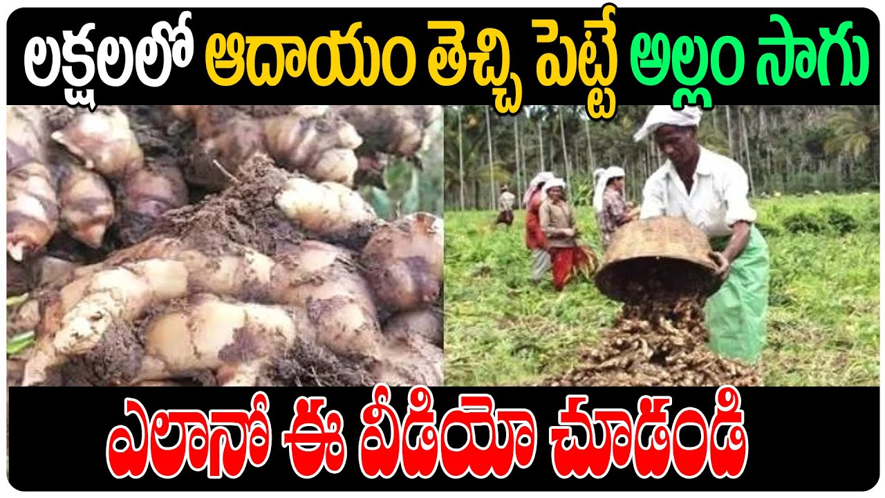 Ginger Cultivation Profit Per Acre How To Start Ginger Farming in