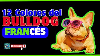 ❤Conoce los 12 COLORES de los Bulldog Francés. #perros #dog #dogs #dogshorts #perro #pets #buldog