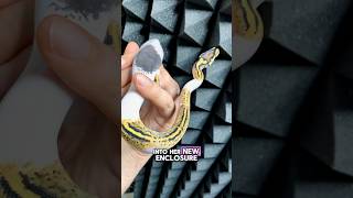 Introducing My New Ball Python to Her New Home! | Reptile Setup Tour🐍