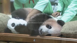 Indonesia's first giant panda cub Rio growing and healthy before his public debut screenshot 2