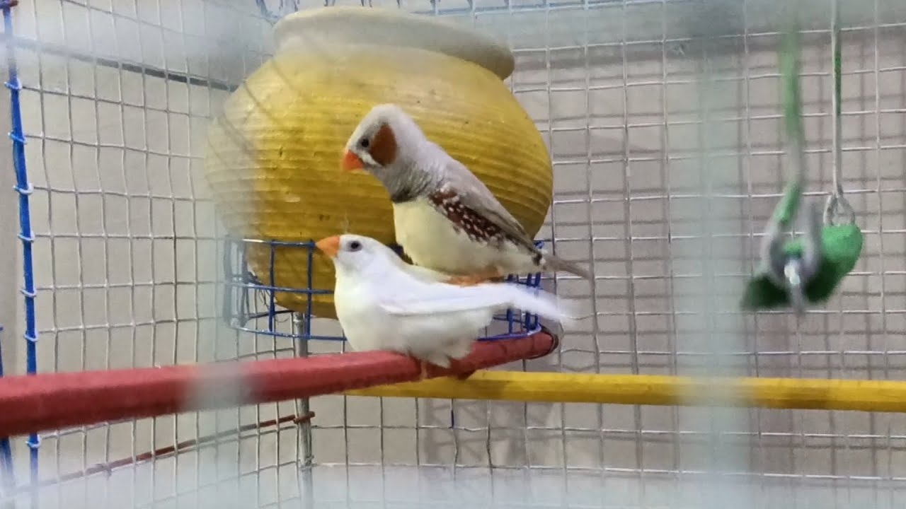 zebra finch mating YouTube