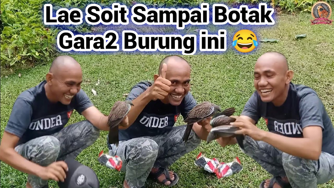 Botak Lim Lae Soit Sampe Botak Dibuat Burung Ini 😂 - YouTube