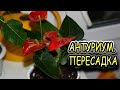 Антуриум. Пересадка. [Надежда и мир]