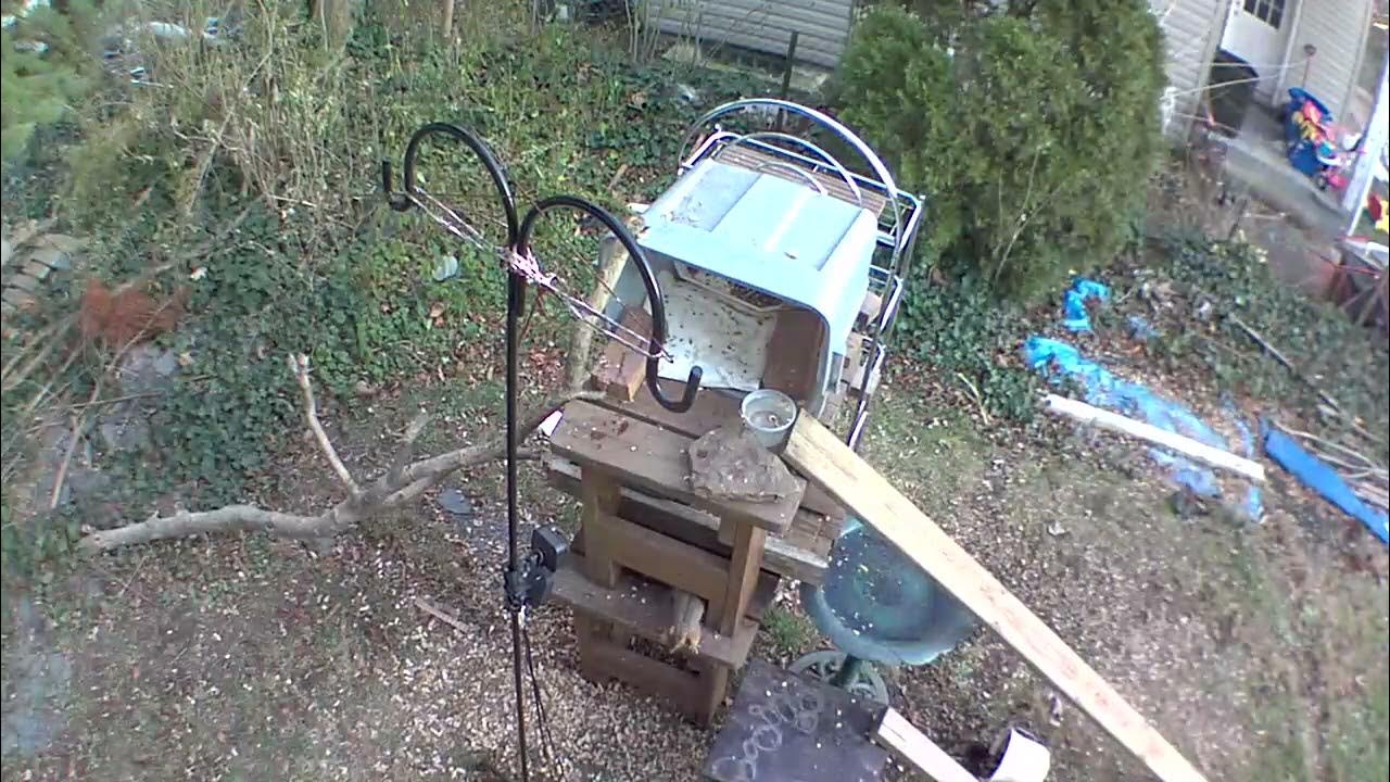 Loud squirrel 🐿️ barking YouTube