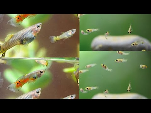 فيديو: كيفية العناية بأسماك الجوبي
