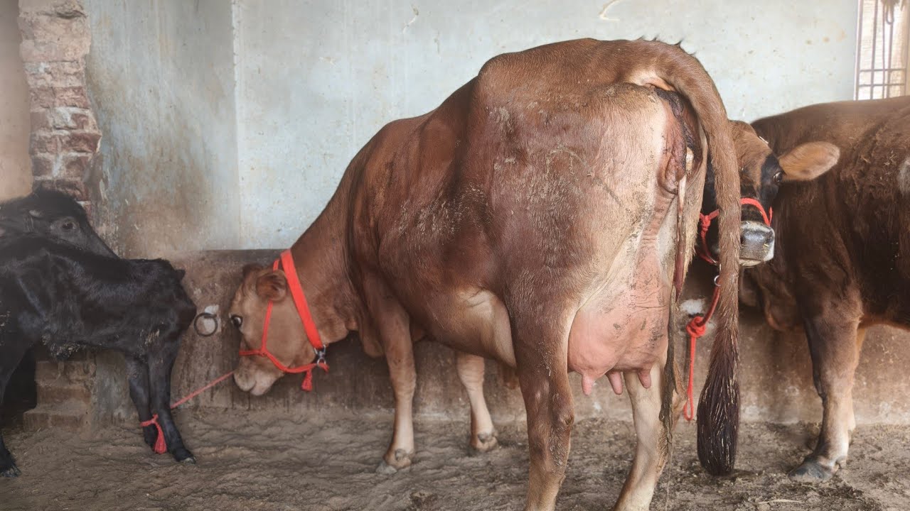 98778-68289, 79735-50846, 10 ਗਾਵਾਂ ਵਿਕਾਊ ਪਿੰਡ ਹੰਡਿਆਇਆ ਬਰਨਾਲਾ