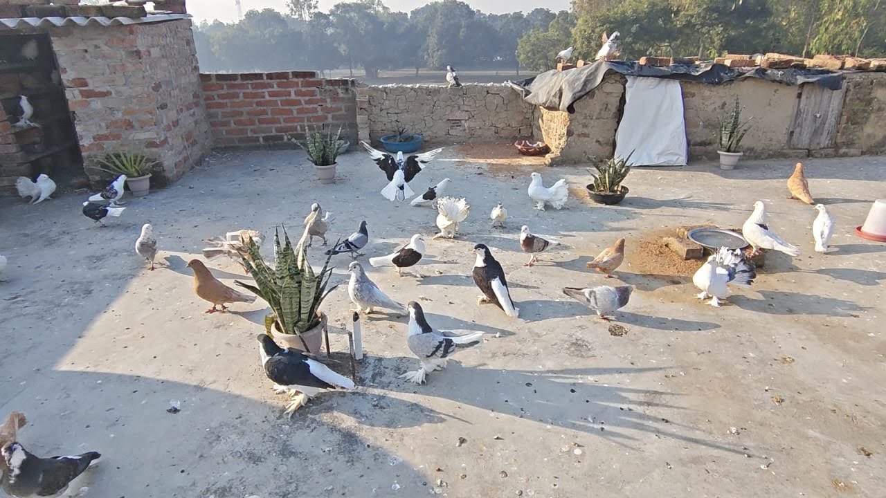 Pigeons | Cat Tv For Cats To Watch Birds, Birds Chirping #cattv #columbidae #birds