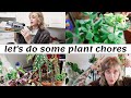 Plant Chores | saving my begonias, watering, & setting up a new grow light (Mars Hydro TS1000)