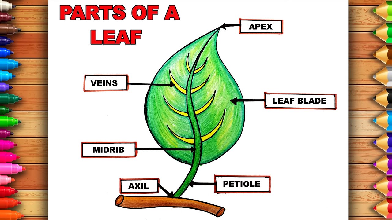 Easy Parts of Leaf Drawing | Parts of Leaf And Label Its Parts | Parts ...