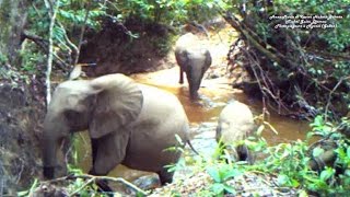 Éléphants S'abreuvant Dans Une Rivière Gabonaise (Trail Camera Trap)