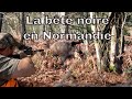 Chasse de la bête noire en Normandie