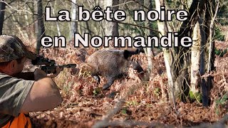 Chasse de la bête noire en Normandie