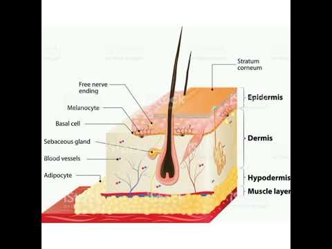 ভিডিও: ত্বকের গঠনে?