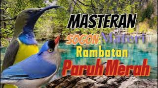 MASTERAN SOGON MATERI RAMBATAN PARUH MERAH (RPM) #sogongacor #sogon #sogonbahan