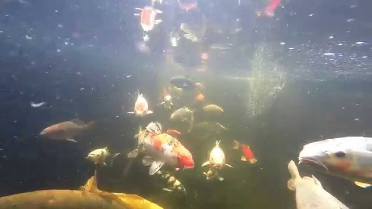 Gopro hero3. Koi in a pond. Underwater shooting with a camera YouTube