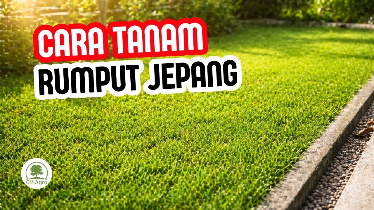 1 JAM JADI, CARA MENANAM RUMPUT JEPANG DI TAMAN | CM AGRO 
