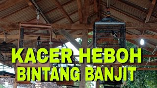 KACER PENDATANG BARU KONSLET BIKIN GEGER GANTANGAN BINTANG BANJIT||PELANGGARAN TETAP LAYAK KONCER