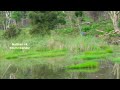 Kodaikanal hill Mountain view valley & organic farming available | 22 Acres | 9025368382