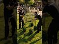 Watch This Plant Grow Into a Realistic Whale 🐋🌿 (Insane Topiary Transformation)