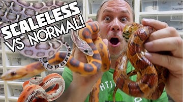 SCALELESS SNAKES!! WOW!!  | BRIAN BARCZYK