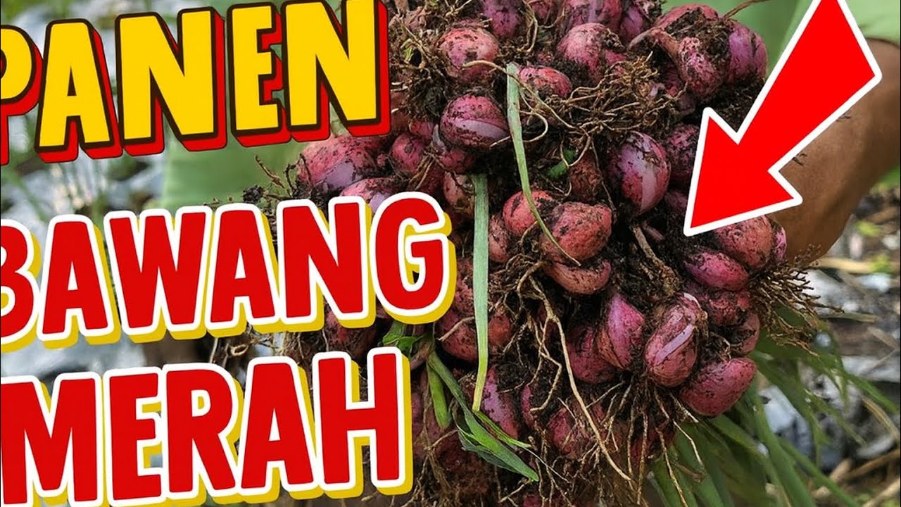 PETANI AUTO SENYUM! HASIL PANENNYA BENER-BENER FANTASTIS!