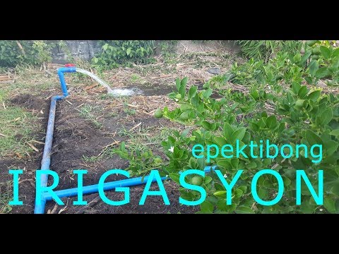 Video: Paano I-water Ang Thuja? Tumulo Patubig Pagkatapos Ng Pagtatanim At Iba Pang Mga Pagpipilian. Gaano Kadalas Ka Dapat Uminom? Maaari Ba Akong Mag-tubig Sa Abril?