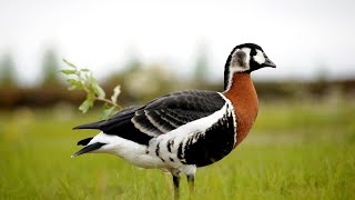 Краснозобая казарка (англ. Red-breasted goose)