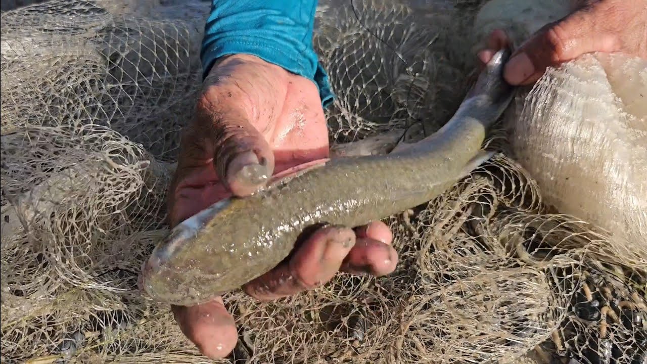 TAINHAS DESORIENTADAS SUBINDO NO CORREGO.