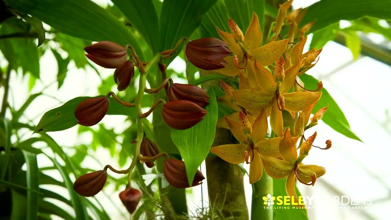 The Orchid Show 2025: Rebecca Louise Law