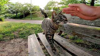 公園のベンチに座っていたら野良猫が駆け寄ってきた