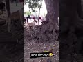 Dog Vs Monkey كلب ضد قرد Dog Vs Monkey كلب ضد قرد