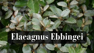 Elaeagnus Ebbingei Shrub🍃