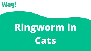 Ringworm in Cats | Wag!