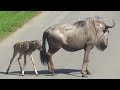 Wildebeest Baby First Walk With Mum